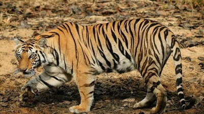 Tigress234