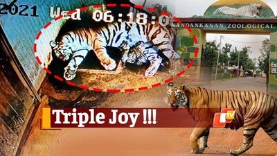 Watch: Royal Bengal Tigress Megha Gives Birth To 3 Cubs In Nandankanan Zoo Bhubaneswar