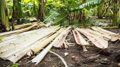 Banana Fiber