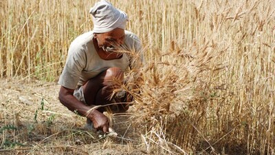 Wheat-Cultivation