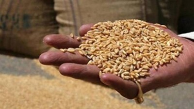 Wheat