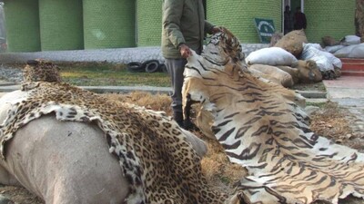 Alarming! Illegal Wildlife Trade On The Rise In Odisha
