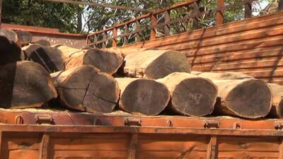 Wood-seized