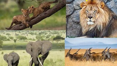 World-Wildlife-Day