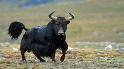 Yak