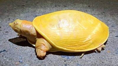 Yellow-turtle
