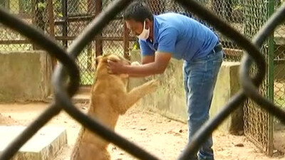  Lion Cub 