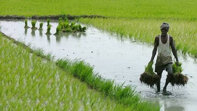 agriculture