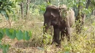 Elephant