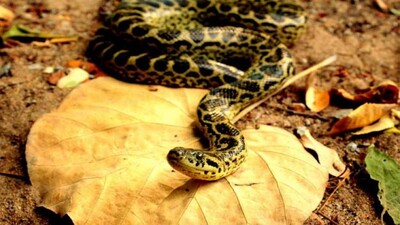 anaconda