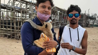 baby-monkey-rescue