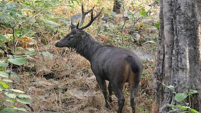 balukhand-konark-wildlife-sanctuary