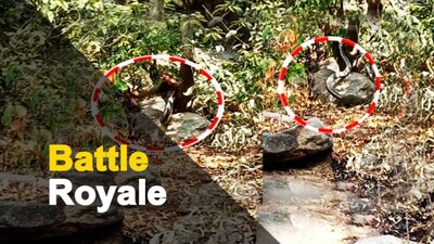 Captured In Cam | Fierce Snake-Mongoose Battle | OTV News Captured In Cam | Fierce Snake-Mongoose Battle | OTV News