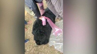 bear-death-in-odisha