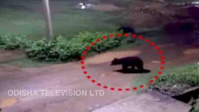 bear