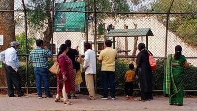 bee-attack-nandankanan