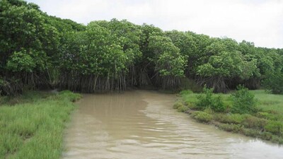 bhitarkanika1