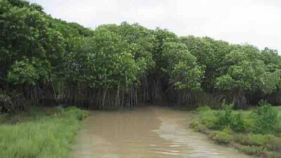 bhitarkanika