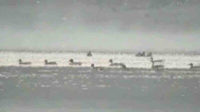 bird-count-123