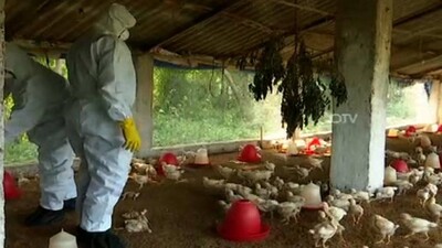 bird-culling