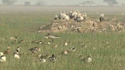 birds-chilika