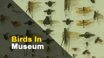 Odisha Mulling To Preserve Specimens Of Migratory Birds | OTV News Odisha Mulling To Preserve Specimens Of Migratory Birds | OTV News