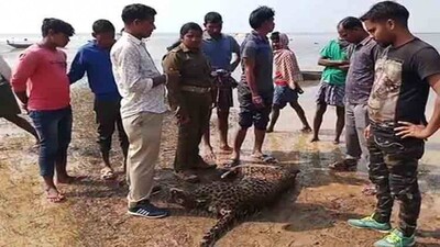 carcass-of-leoprad