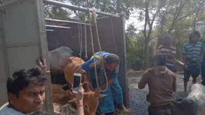 cattle-trafficking-in-Balas