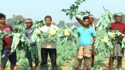 cauliflower-distress-sale