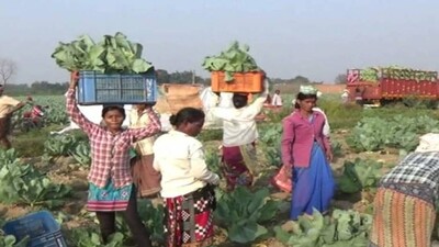 cauliflower-farmers