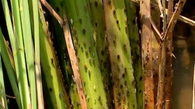 duplicate pesticide for chakada menace