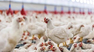 chicken-poultry-farms-thinkstock-090117