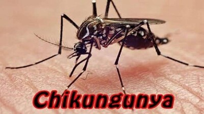 chikungunya