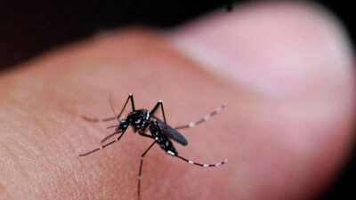 chikungunya