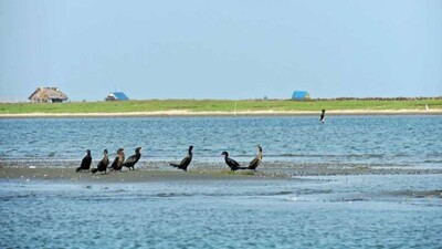 chilika1