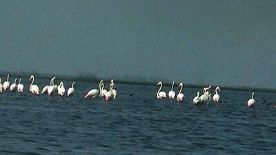 chilika