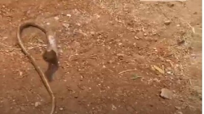 cobra