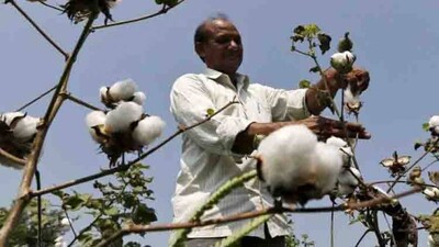 cotton-bt