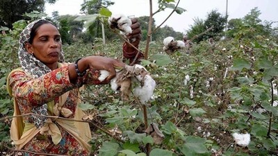 Pakistan May Resume Import Of Cotton From India: Report