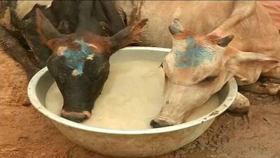 cow-resuced