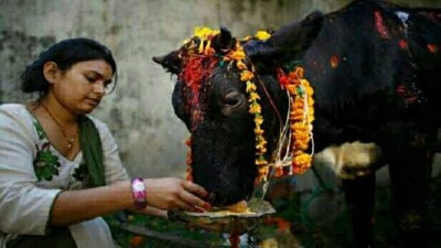 cow
