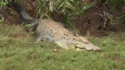 crocodile-nests