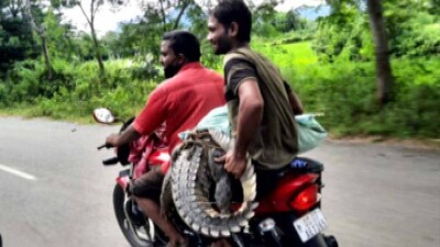 crocodile-on-bike