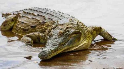 crocodile