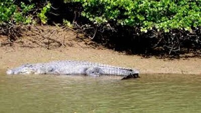 crocodile1