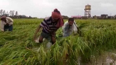 crop-damage