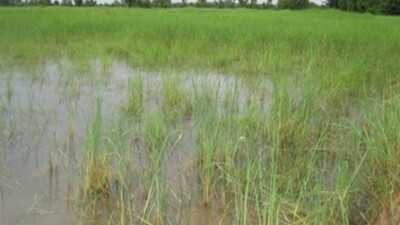 Odisha Rains: Crops Over 2000 Hectares Of Land, 483 Houses Damaged In Mayurbhanj