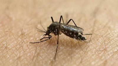 Aedes aegypti mosquito