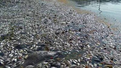 dead-fish-in-Yamuna