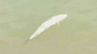 dead-fish